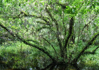 Everglades
